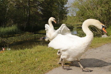 Wachsamkeit