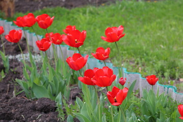 red tulips in the garden