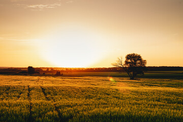 Sunset over a field of young wheat