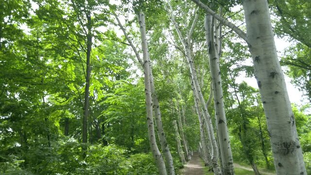 白樺林の小径