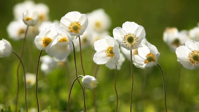 Video with anemone flowers close-up on a sunny day on a green background