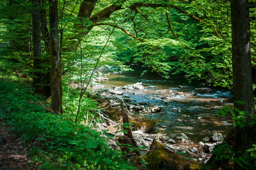 mountain river in the forest with a stone shore
