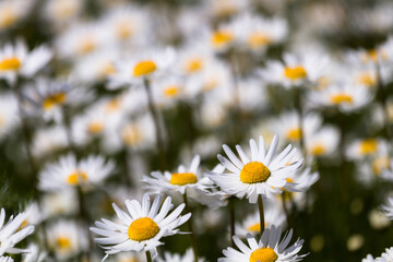 Daisy time. Daisies in the meadow and close-up