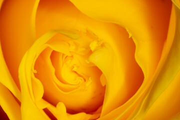 Sfondo textura fiore giallo