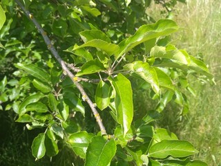 leaf of apple tree