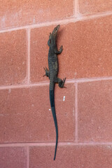 Australian varanus lizard on a brick wall. Dotted skin. Close up full body. Vertical picture....
