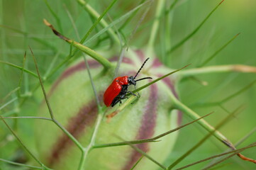 Red bug 