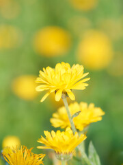 黄色いキンセンカの花（明るい背景）