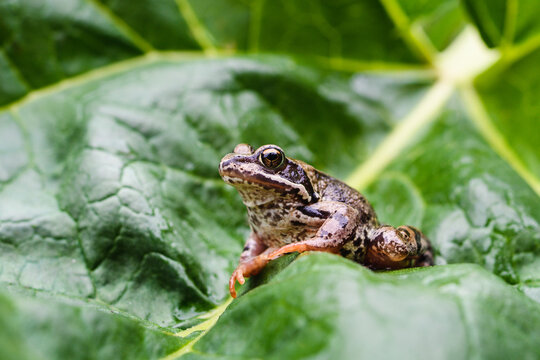 A frog sits on a huge green leaf of a plant.