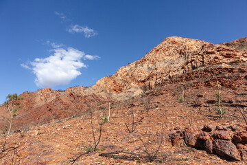 Ghost gum tree walk. Dry trees on the orange soil. No people. Vivid colors. Ormiston gorge, Macdonnell ranges, Northern Territory NT, Australia, Oceania