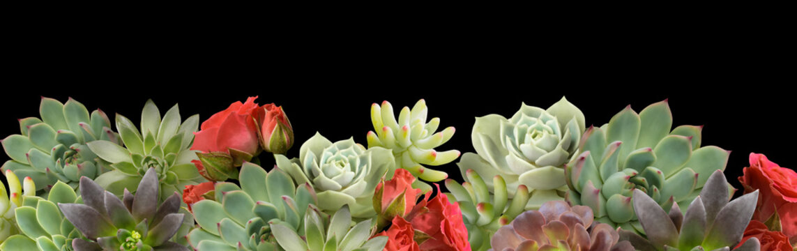Floral banner, header with copy space. Succulents and red roses isolated on black background. Natural flowers wallpaper or greeting card. © RinaM