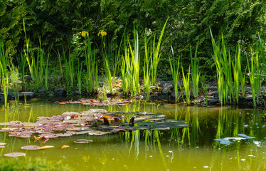 Beautiful garden pond. Swamp irises bloom along stone shores. Evergreens are reflected in water. Selective focus. Springtime evergreen landscaped garden. Nature concept for design.