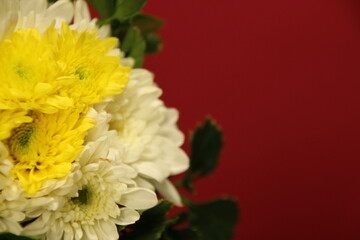 bouquet of yellow and white flowers with red background