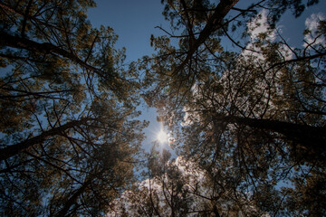 a walk in the woods looking up!