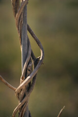 Close-up of dry vine tendril on metal wire with green leaves on the blurred background, selective focus,