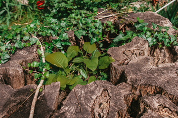 Green plants in the stump of an old tree