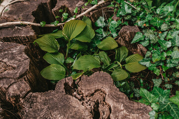 Green plants in the stump of an old tree