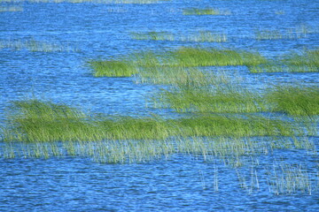 Swamp landscape in Nature park Vrana lake in Croatia 