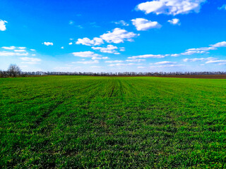 Fototapeta na wymiar Green field of wheat against a sunny summer day and blue sky with clouds. Gardening, agriculture, and farming. Agriculture concept 