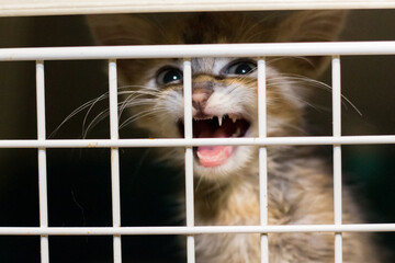 Sad cat in the cage of the shelter.