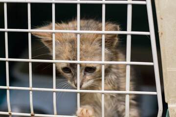 Sad cat in the cage of the shelter.