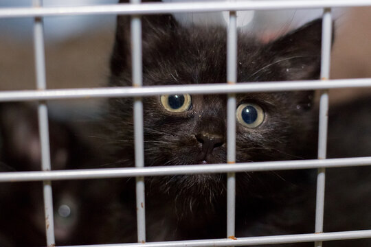 Sad cat in the cage of the shelter.