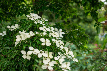 白いハナミズキ/花水木の花