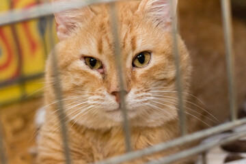 Sad cat in the cage of the shelter.