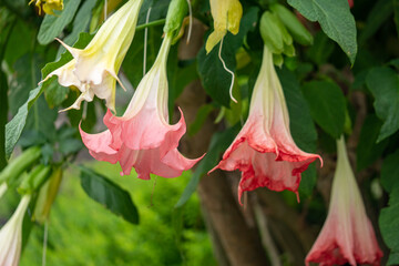 Fototapeta na wymiar 垂れ下がるピンクのトランペットフラワー,エンジェルストランペットの花