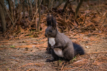 Portrait of Eurasian Red Squirrel living on Nami Island near Chuncheon, South Korea. 