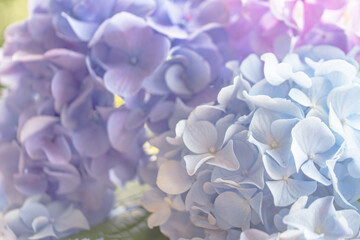 Obraz premium 3色の紫陽花/アジサイのグラデーション背景画像