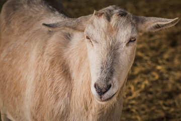 Closeup of a female milk goat in its enclosure at local farm. 