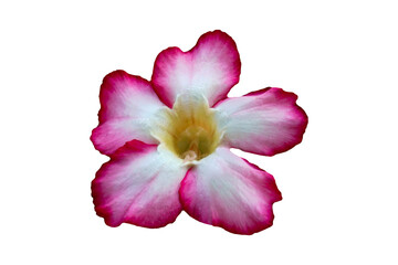 Desert Rose (Impala Lily) isolated on white background with clipping path.