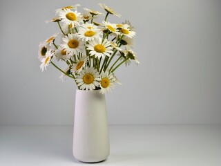 Ceramic white case full of white and yellow fresh cut daisy flowers on a white background.  Simple nature brought indoors for still life photography.