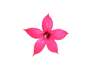 Beautiful pink desert rose flower isolated on white background with clipping path