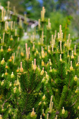 flowering pine cones in the forest on a warm spring day, close-up