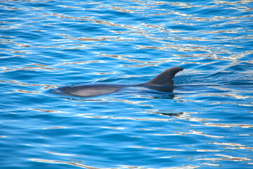 dolphin out fin breaking the surface of the water 