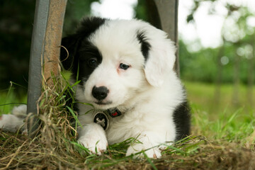 Black and white lovely puppy having fun