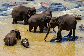 Flock of the Asian elephants in wilderness, Sri Lanka