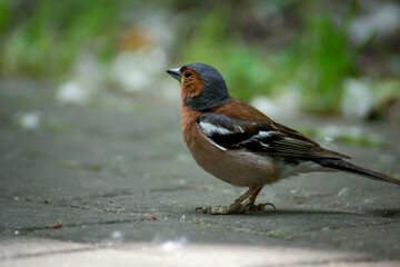 Chaffinch, a small bird with beautiful plumage walks in the park.