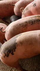 Smile and eyes of pigs are going to eat. Small piglet waiting feed in the farm or pigs in the stable are eating and growing. To send to the slaughterhouse. Is a pork industry To be human.