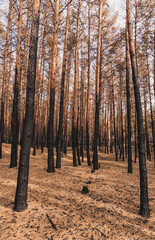 Tall tree trunks in summer woods