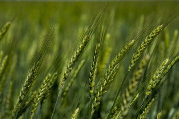 Closeup photo of ripening ears of wheat over background of blue cloudy sky