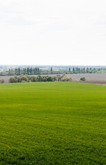 fresh grassy field near green trees and bushes