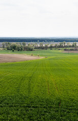 grassy field near green trees and bushes against sky