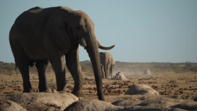 African Elephant being joined by its herd in wild rocky grasslands.