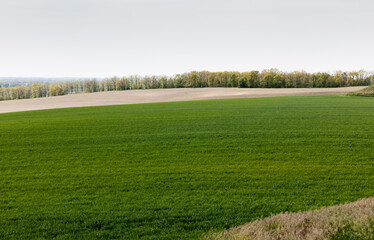 fresh and green grassy field near trees