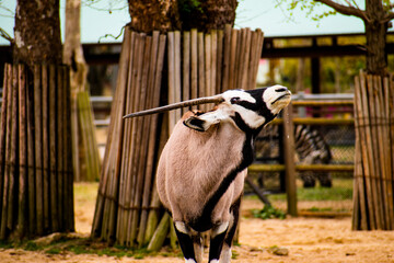 Portrait of a gemsbok. Also called a gemsbuck or South African oryx. 