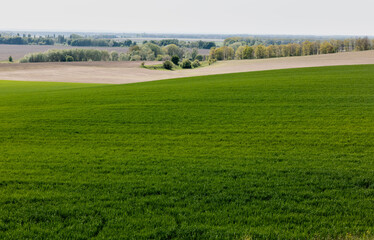 green trees and bushes near grassy field