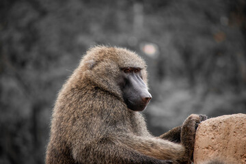 An olive baboon sits and thinks. 